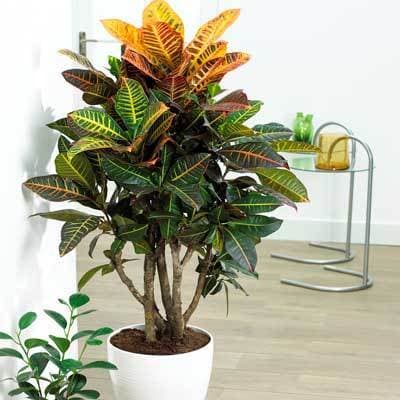 entretien-du-croton