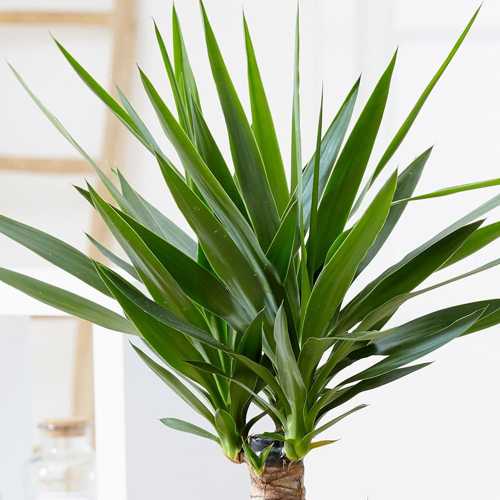 entretien-du-yucca