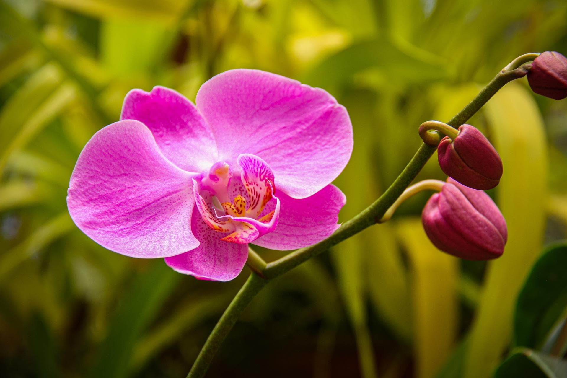 Les gens aiment les fleurs tropicales partout dans le monde parce qu'elles ont des formes et tailles uniques qui les rendent belles. Ces fleurs lumineuses, ou juste un simple bouquet, pourraient rendre votre maison plus belle que n'importe quelle autre pièce. La floraison tropicale saisissante tout au long de l'année, sent bon et se présente sous différentes formes et tailles