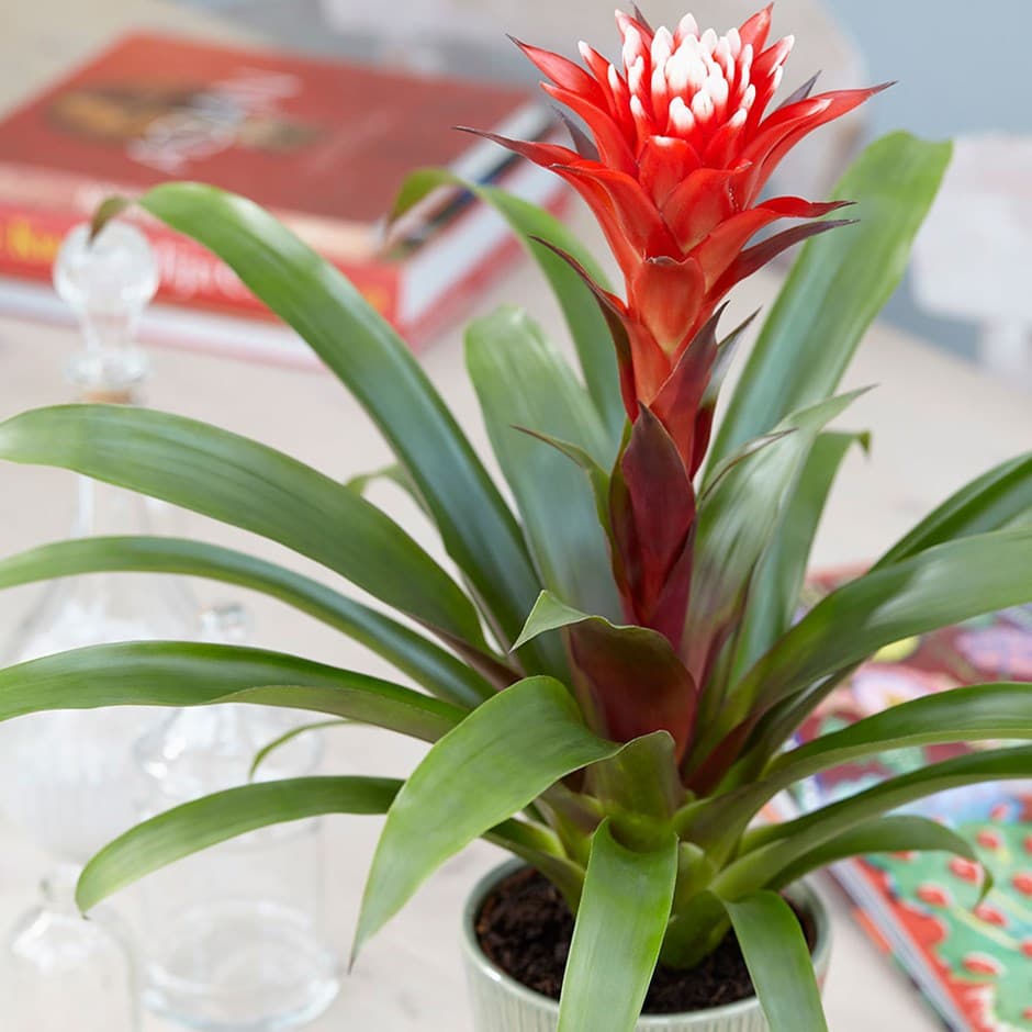 entretien-du-guzmania