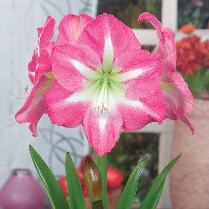 entretien-dun-amaryllis