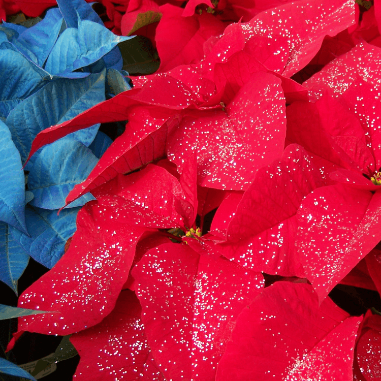 Le poinsettia a été largement connu grâce à un homme nommé Joel Roberts Poinsett (c'est pourquoi nous les appelons Poinsettia!)