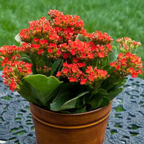 entretien-du-kalanchoe