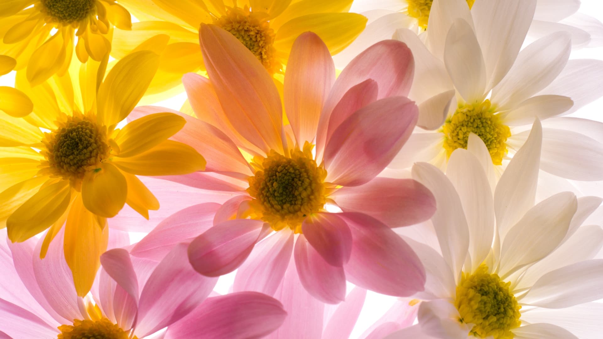 Envoyer des fleurs est un excellent moyen de montrer à quelqu'un que vous vous souciez de lui, mais parfois il n'est pas possible de visiter un fleuriste en personne.