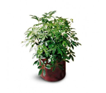 Offrez une plante en guise de cadeau d'affaires (ou d'entreprise) !